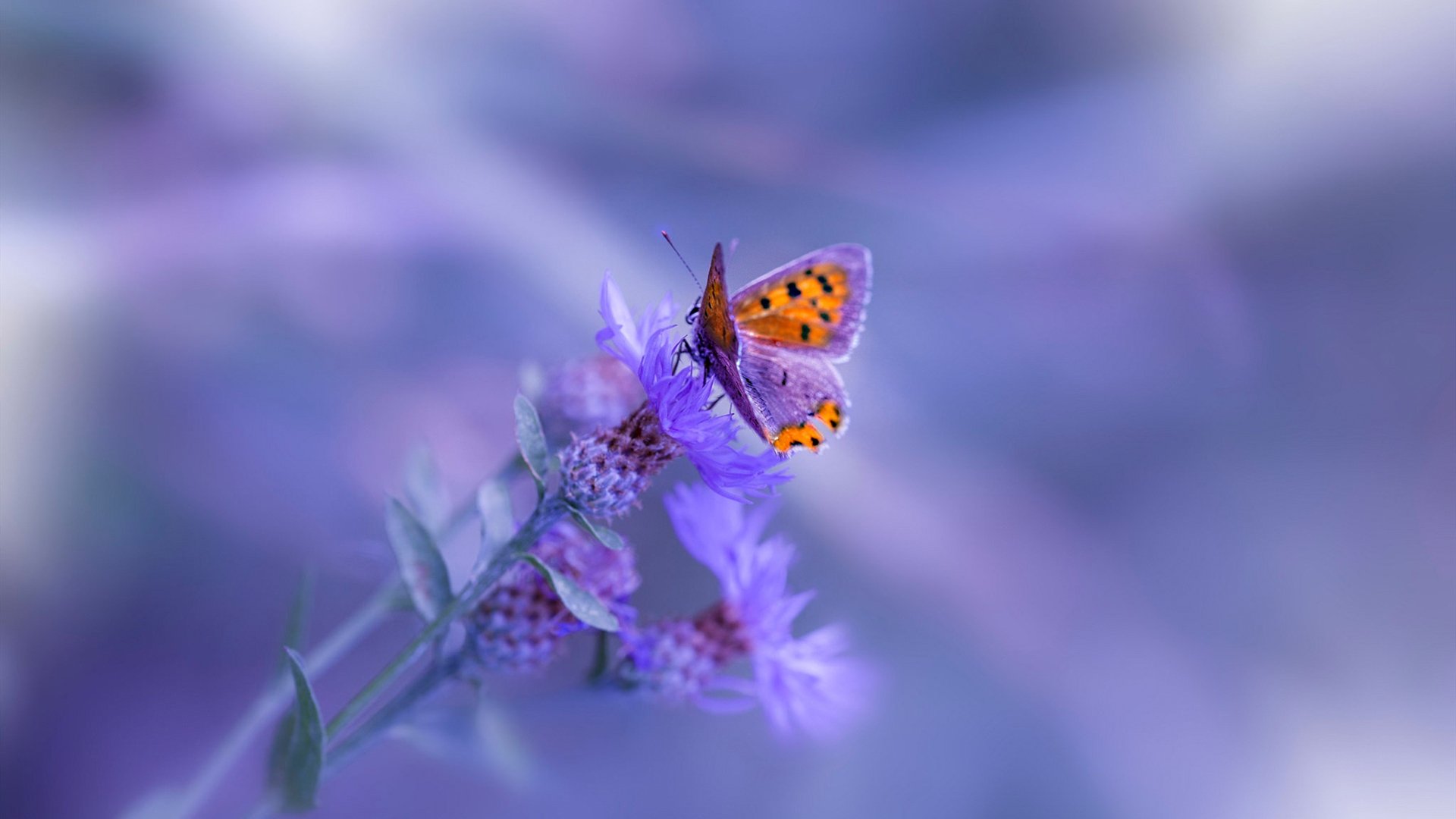 皇马门将成为罚点秀,多次扑点拯救全队,皇马守门