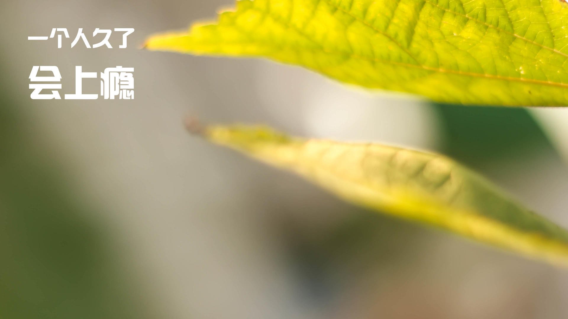 爱游戏电竞-阿雅克肖主场_战平南特，积分稳定，阿雅克肖对亚眠比分预测