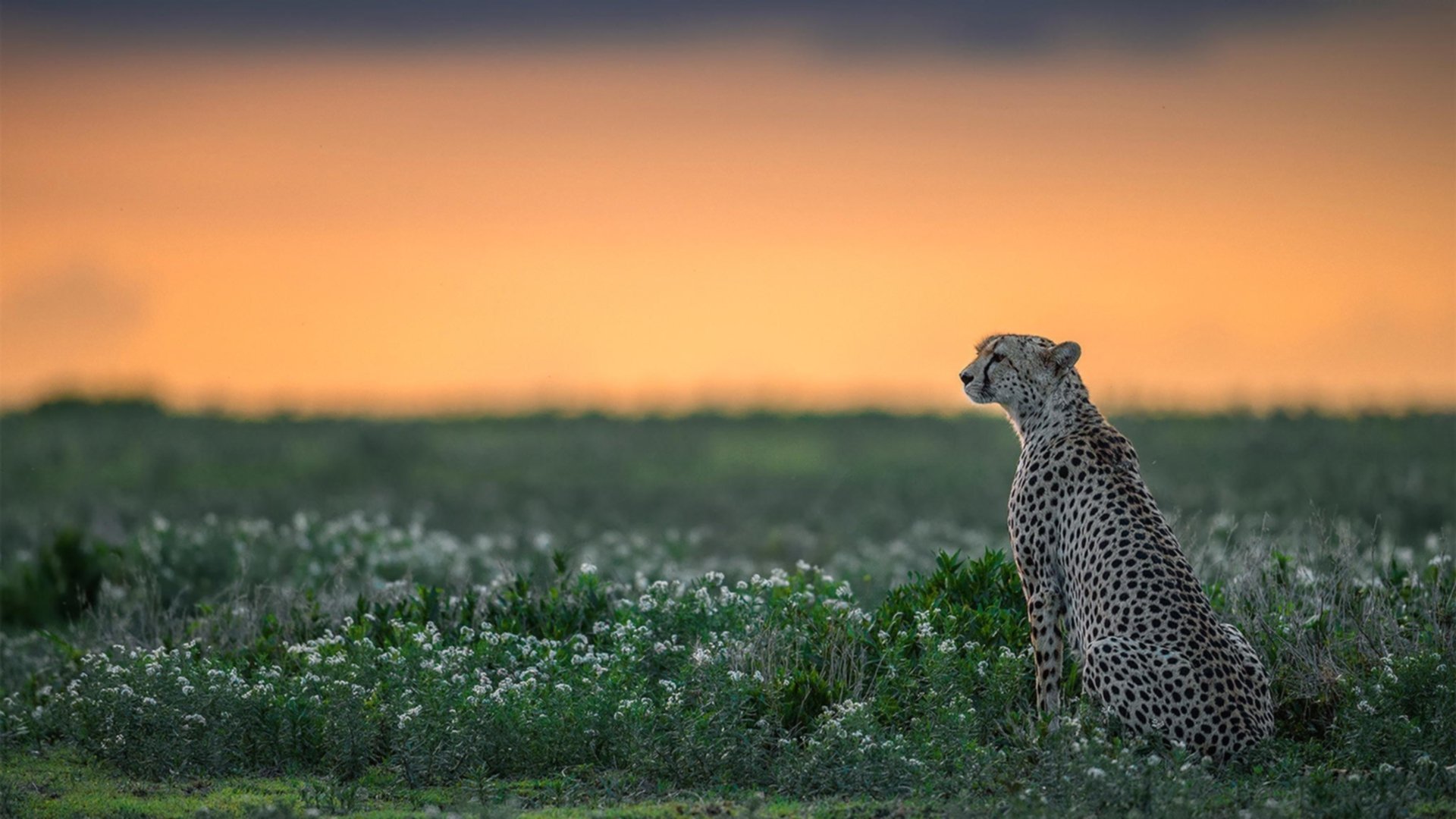 NBA球队战略规划分析,nba比赛球队