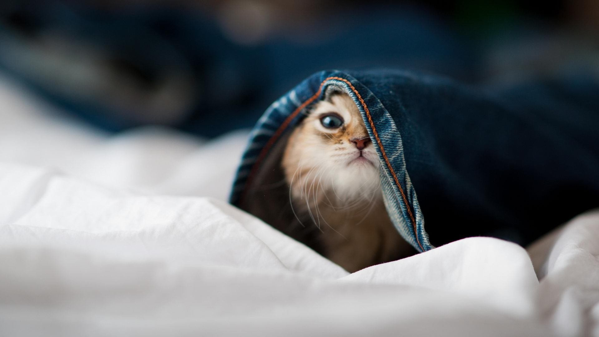 全国高中足球联赛决赛激烈角逐,全国高中足球联赛总决赛