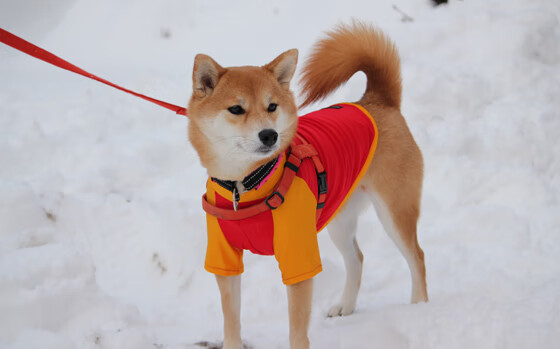 爱游戏娱乐-法甲防守战术调整对比赛节奏与犯规率的影响分析，法甲犯规次数多吗