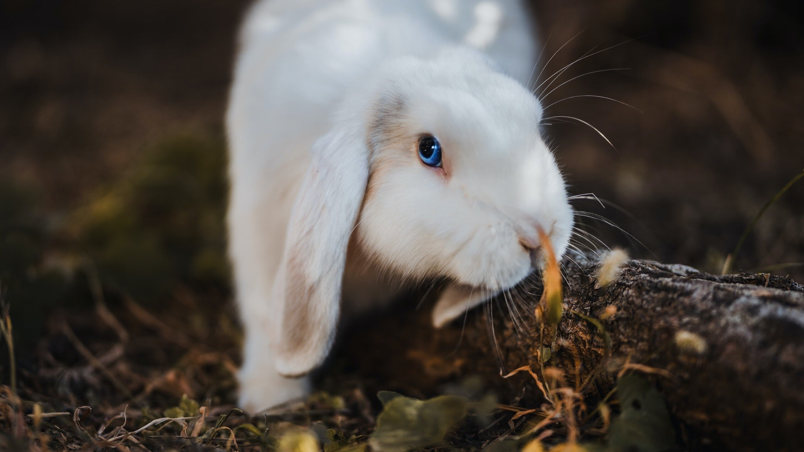 青少年身体素质提升项目评估体系建设,青少年身体素质调查报告