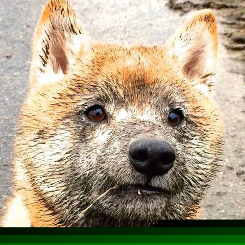 教练成长路径体系化纳入国家人才库,教练培养体系