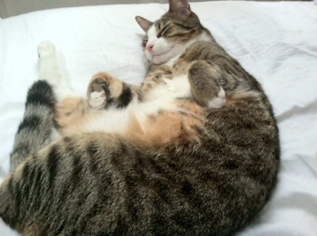 AYX体育官网-中国足球数字平台建设加快推动数据可视化运营，中国足球信息化平台