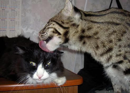 爱游戏电竞-中国足球场地设施持续改善训练环境显著提升，中国足球场建设