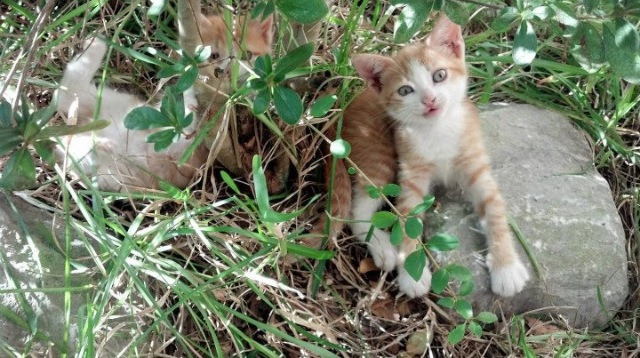 校园足球通过开放课模式吸引学生家长共同参与,学校足球场对外开放方案