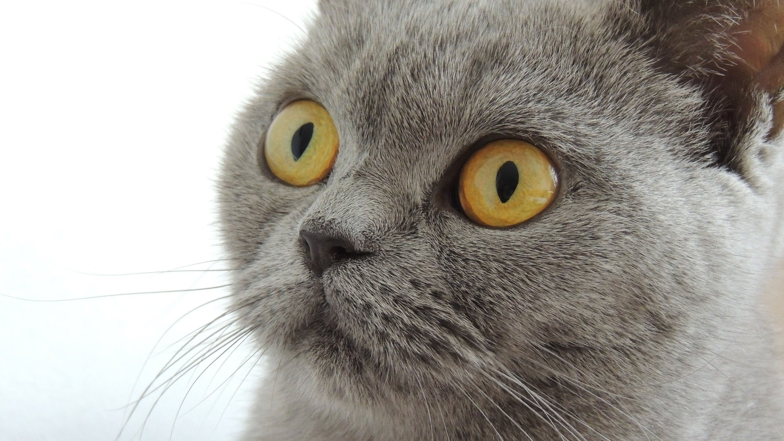 梅西携手阿根廷稳步推进,冲击2026世界杯