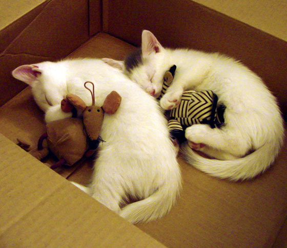 爱游戏中国官方登录入口网站-英超转会窗最后48小时追踪，英超转会期结束时间