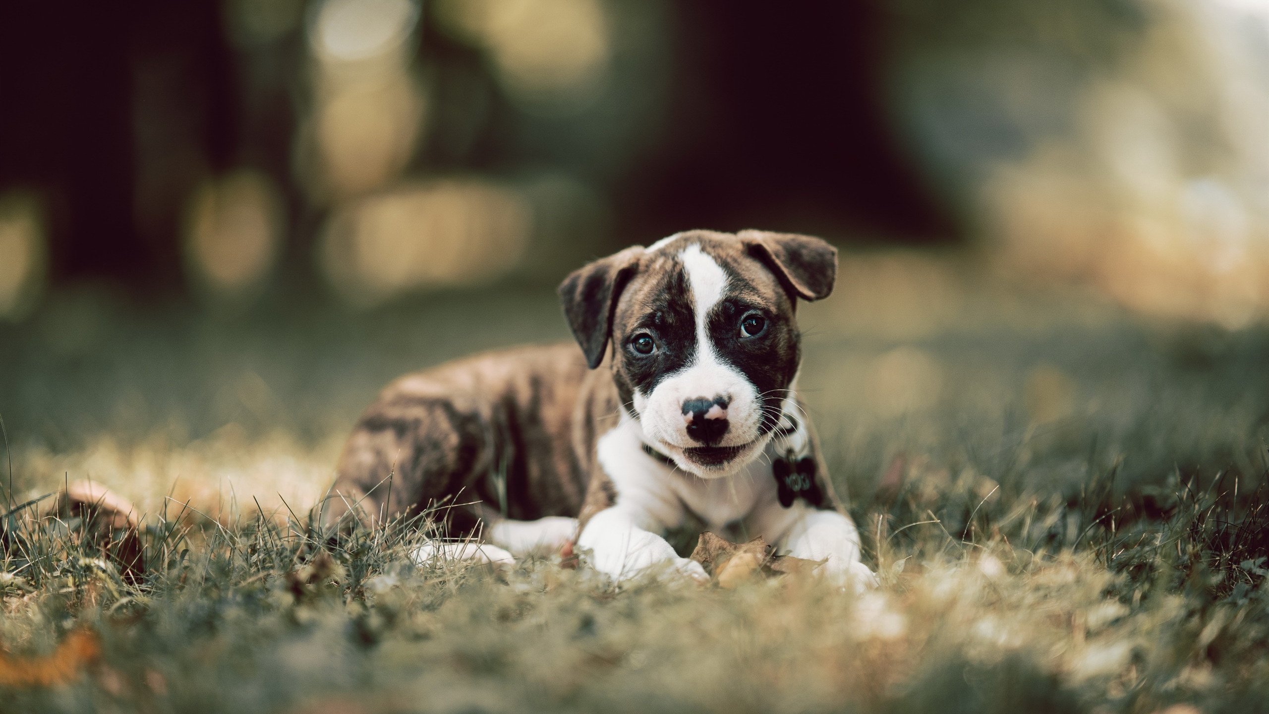 陈芋汐跳台决赛突破自我实现梦想,陈芋汐赛后采访合集